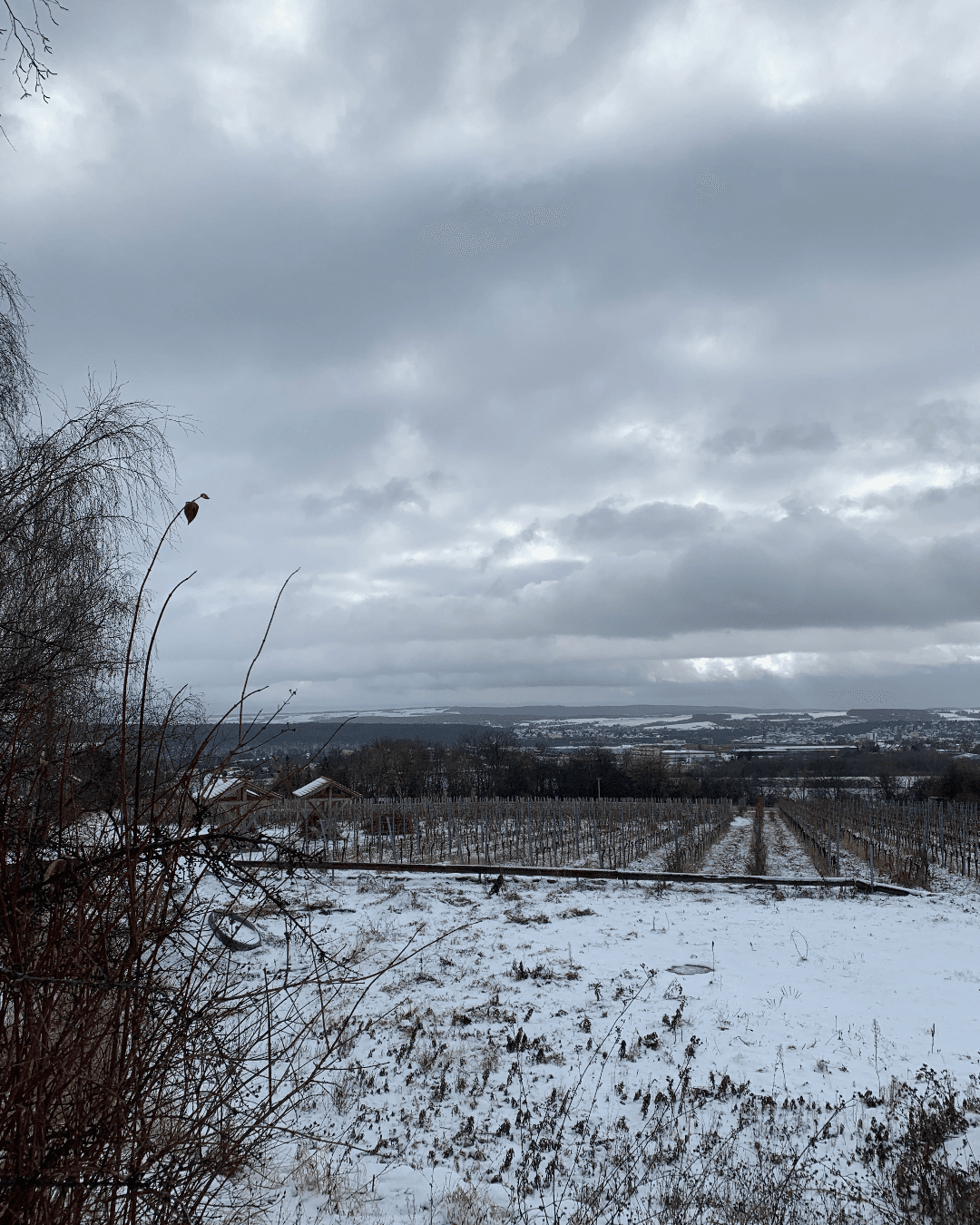 Bild 4 Blick auf die Weinreben am einzigen Weingut Weimars Quelle: Iannone/Heyer