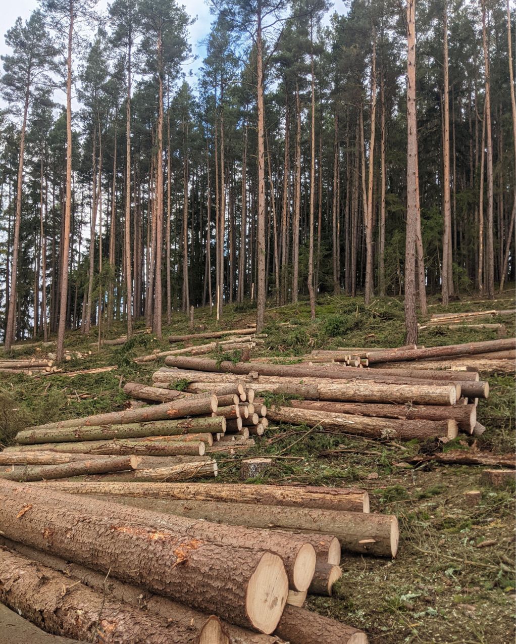 Bild 1 KVH Restholz – Thüringer Wald Quelle: Dominik Reisach