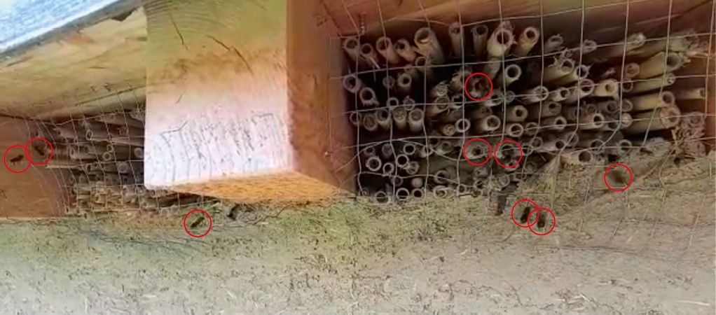 Bild 15 Wellerlehmwand mit einem Materialversuch von Christian Hansel – unter der Abdeckung einer Wellerlehmwand angebrachte Schilfrohrstücke werden von bestimmten Wildbienen intensiv genutzt; allein auf diesem Ausschnitt sind neun Bienen zu erkennen: sechs im Flug und drei in Löchern Standbild / Video von Christian Hansel
