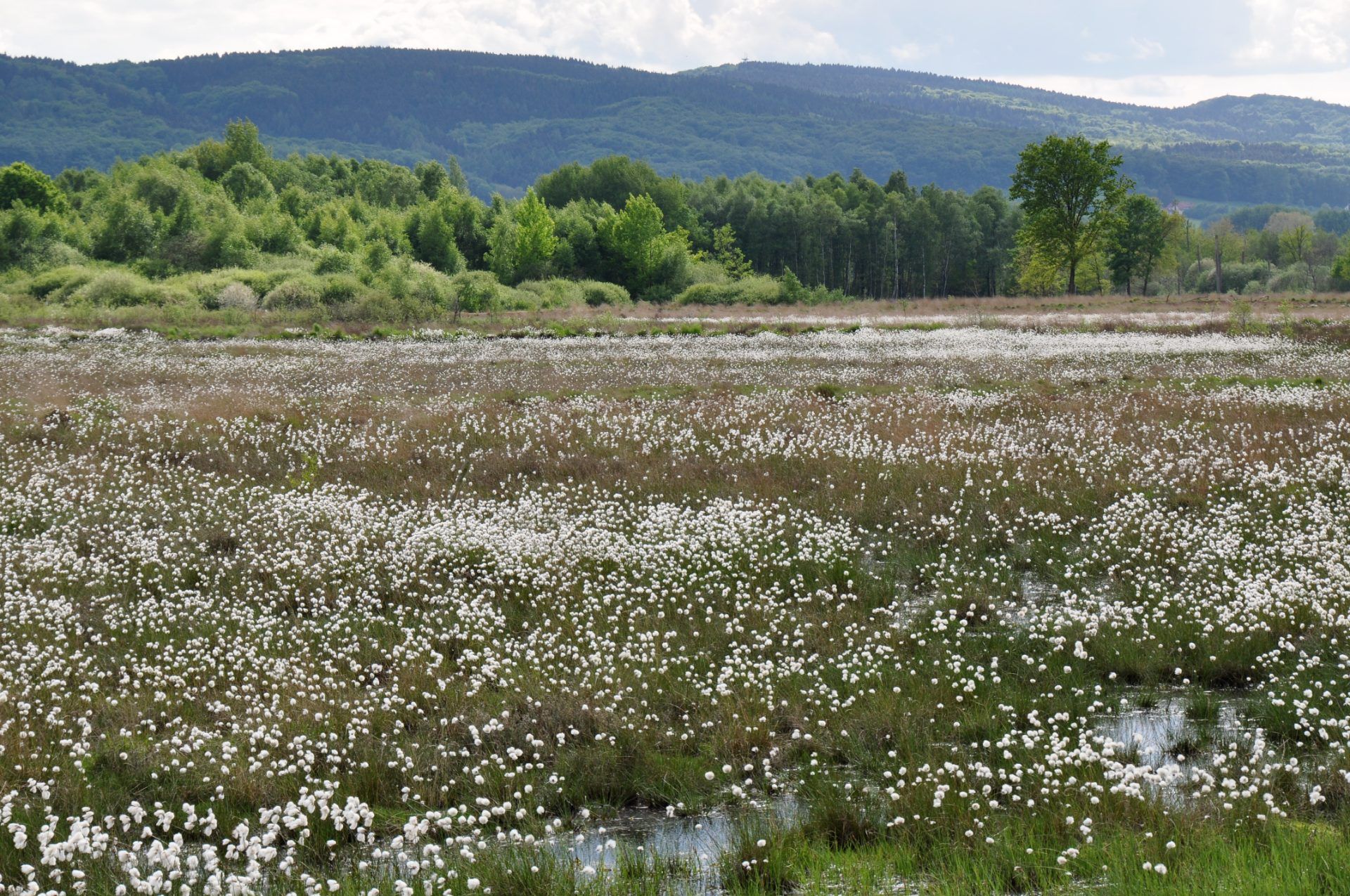 Wiedervernässung von Mooren zählt zu den effizientesten naturbasierten Maßnahmen, NABU/Stefan Bulk